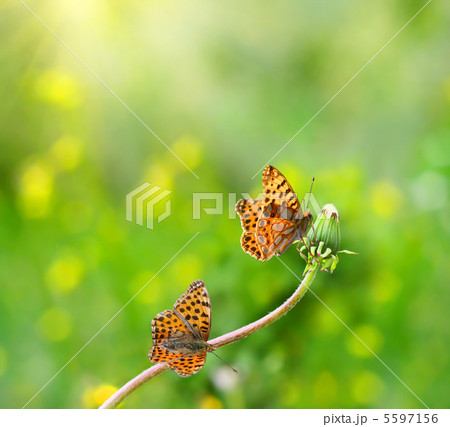 beautiful butterflies 5597156