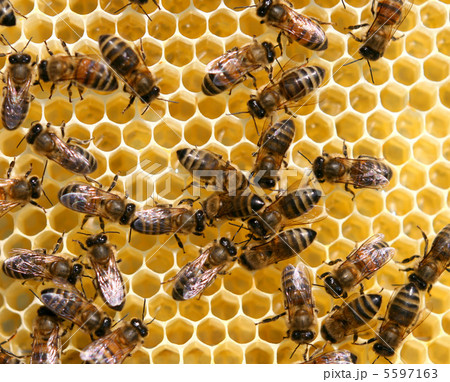 honey comb and a bee working 5597163