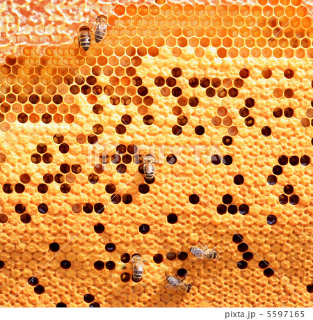 honey comb and a bee working 5597165
