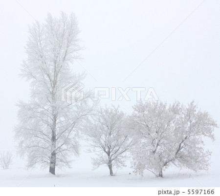 Winter landscape 5597166