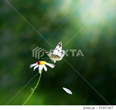 daisy 5597167