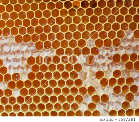 honeycomb background honeycomb background 5597281