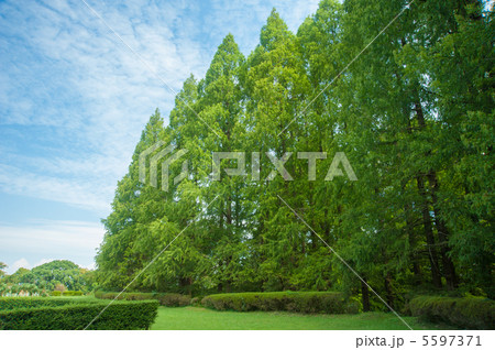 メタセコイア 5597371