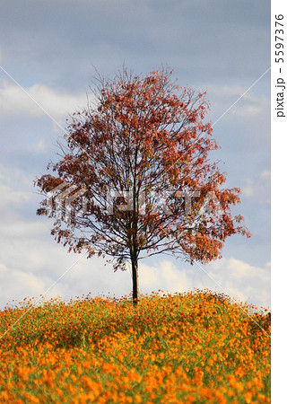 黄色のコスモスと一本の木　遠軽コスモス園　”遠軽町” 5597376