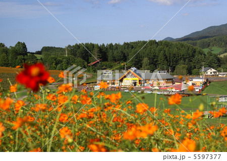 一面に広がるコスモス　遠軽コスモス園　”遠軽町” 5597377