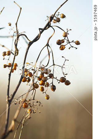 ヘクソカズラ 5597469