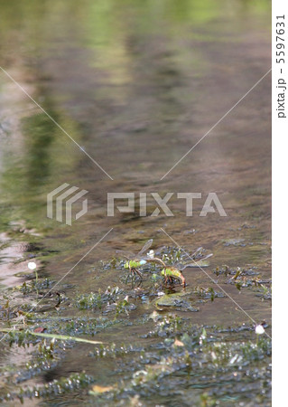 ギンヤンマの夫婦 5597631