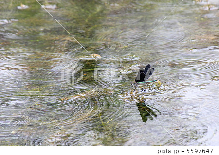 清流のトンボ 5597647