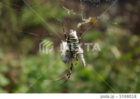 ナガコガネグモの捕食 5598018