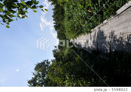 神仙沼の木道 神仙沼の木道 5598022