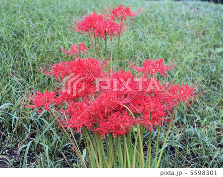 乱舞する曼珠沙華 5598301