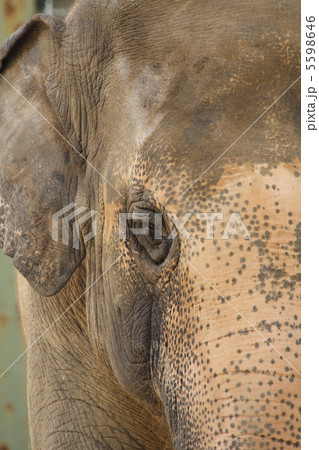 ゾウ　インドゾウ 5598646