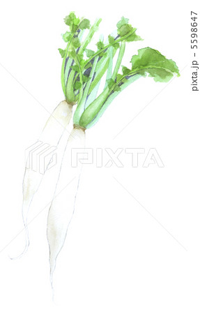 祝大根　雑煮大根 5598647