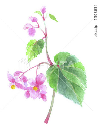 【真作】梧翆/秋海棠画賛/シュウカイドウ/花図/掛軸☆宝船☆AD-357 真作】鶴豊/葉鶏頭小禽図/雁来紅/ケイトウ図/掛軸☆宝船☆AB-838