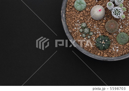 サボテン寄せ植えカラフル 5598703