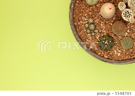 サボテン寄せ植えカラフル 5598705