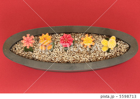 サボテン寄せ植え サボテン寄せ植え 5598713