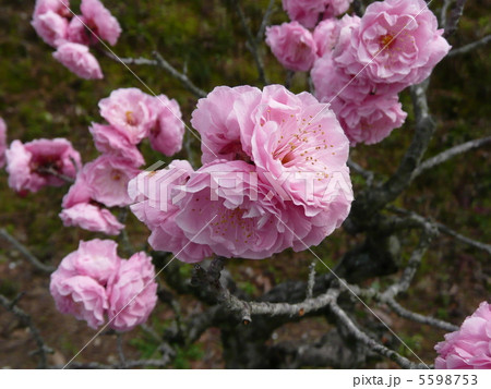 楊貴妃 楊貴妃 5598753