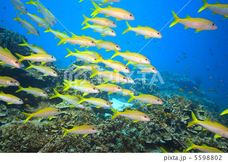 School of Yellowfin goatfish 5598802