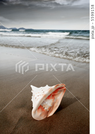 Seashell 5599158