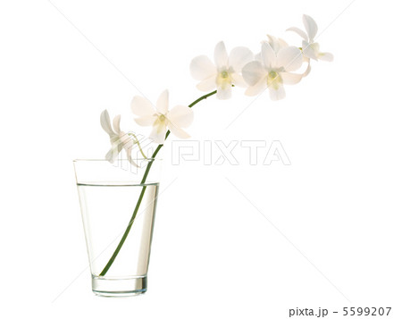 Orchid in vase Orchid in vase 5599207