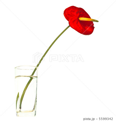 Red Anthurium Red Anthurium 5599342