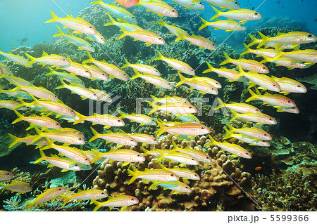School of Yellowfin goatfish 5599366