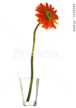 Orange gerber flower 5599389