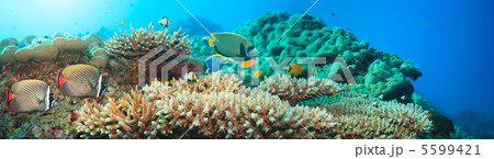 Underwater panoramaの写真素材 [5599421] - PIXTA