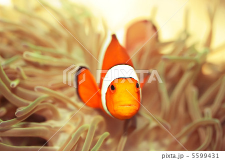 Clownfish 5599431