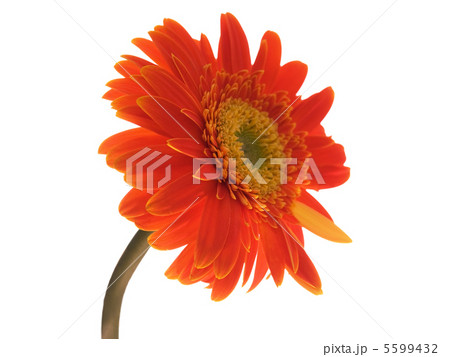 Gerbera flower 5599432