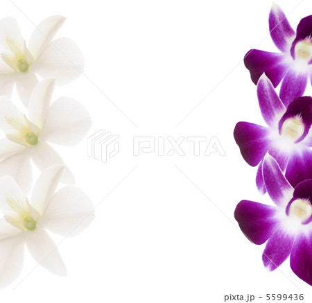 Orchids frame 5599436