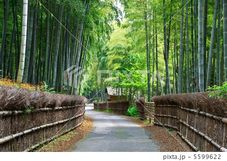 向日市竹の径 5599622