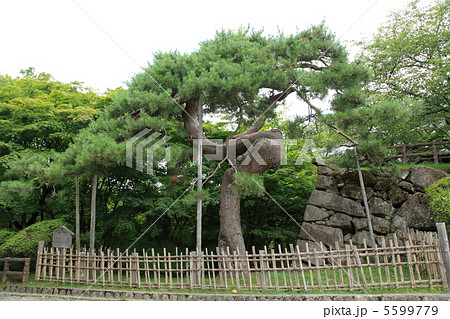 弘前城 鶴の松-弘前城跡にて 弘前城 鶴の松-弘前城跡にて 5599779