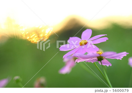 コスモス 夕日 コスモス 夕日 5600079