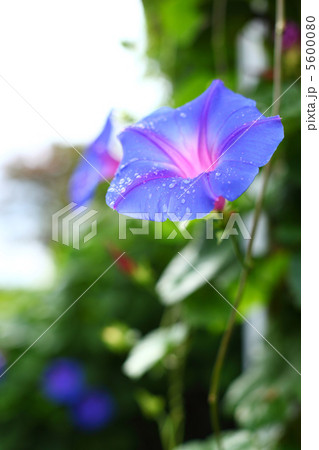 雨上がりの昼顔 雨上がりの昼顔 5600080