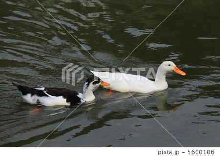 アヒル アヒル 5600106