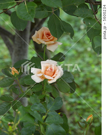 アンドレ・ル・ノートル 5600234