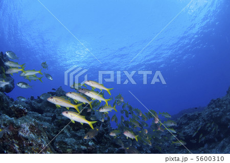 青い海とアカヒメジの群れ 青い海とアカヒメジの群れ 5600310