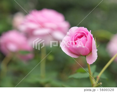 コーデリア 5600320