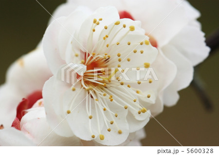 梅の花 5600328