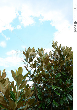 タイサンボク タイサンボク 5600469