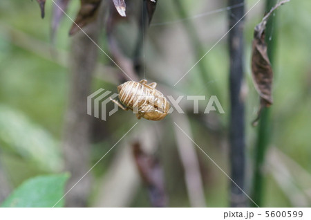 蝉の抜け殻 5600599