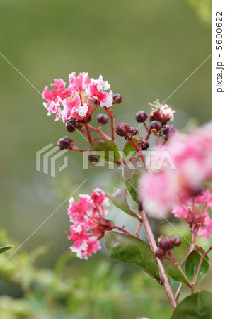 サルスベリの花 サルスベリの花 5600622