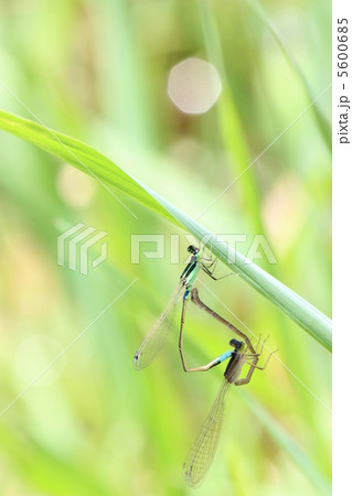 トンボのハート 5600685