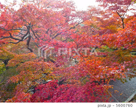 清水寺の紅葉(京都市東山区) 清水寺の紅葉(京都市東山区) 5600760