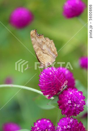 キタテハと千日紅 5600866