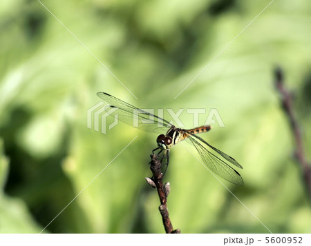 立枝のトンボ 5600952