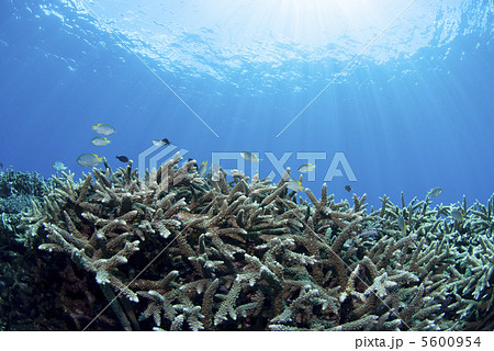 青い海とサンゴと小魚 5600954