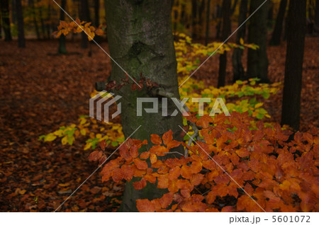 ベルリン　紅葉　ヌマミズキ　秋  5601072